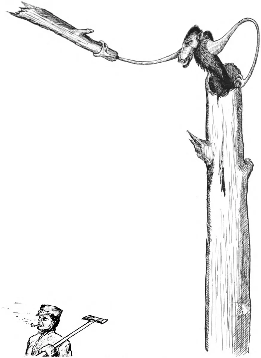 1910 pen drawing of an ape-faced creature in a hollow tree using a long whip-like arm to hurl a branch at a passing logger
