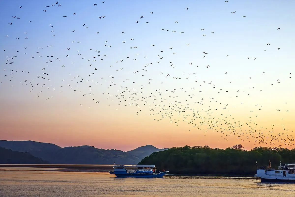 Large flying foxes, a real Indonesian bat often suggested as the source of ahool reports, flying at dusk near Rinca, Indonesia