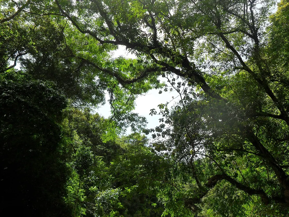 Dense mountain forest in the former Kon Tum province of Vietnam’s Central Highlands