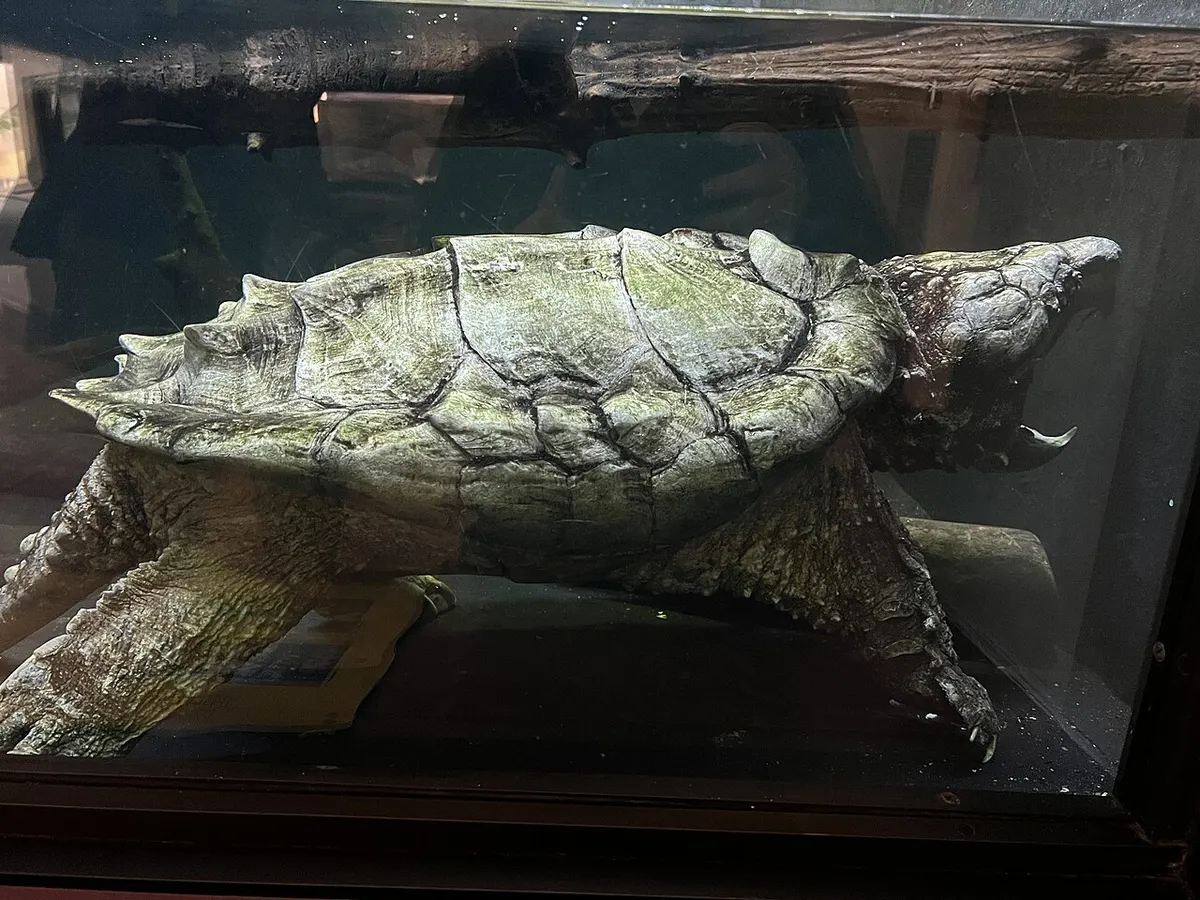 An alligator snapping turtle at the Smithsonian’s National Zoo – a real giant turtle species, not the Beast of Busco