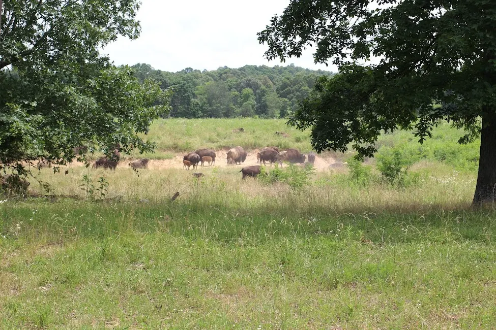 Bison resting in the dirt at the Elk and Bison Prairie in Land Between the Lakes, Kentucky