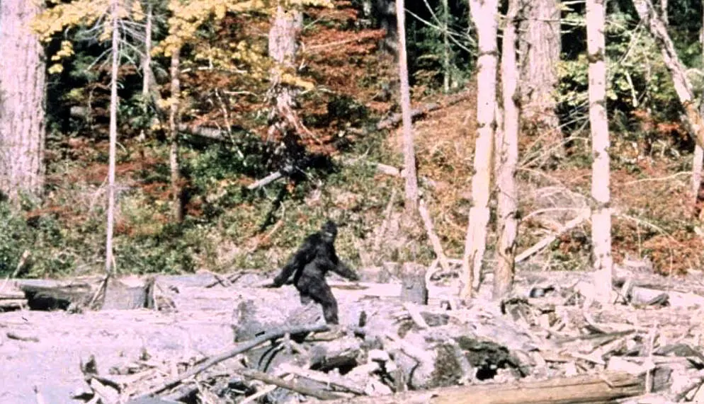 Frame 352 of the 1967 Patterson–Gimlin film: a dark, hairy upright figure walking across a creek bed and looking toward the camera