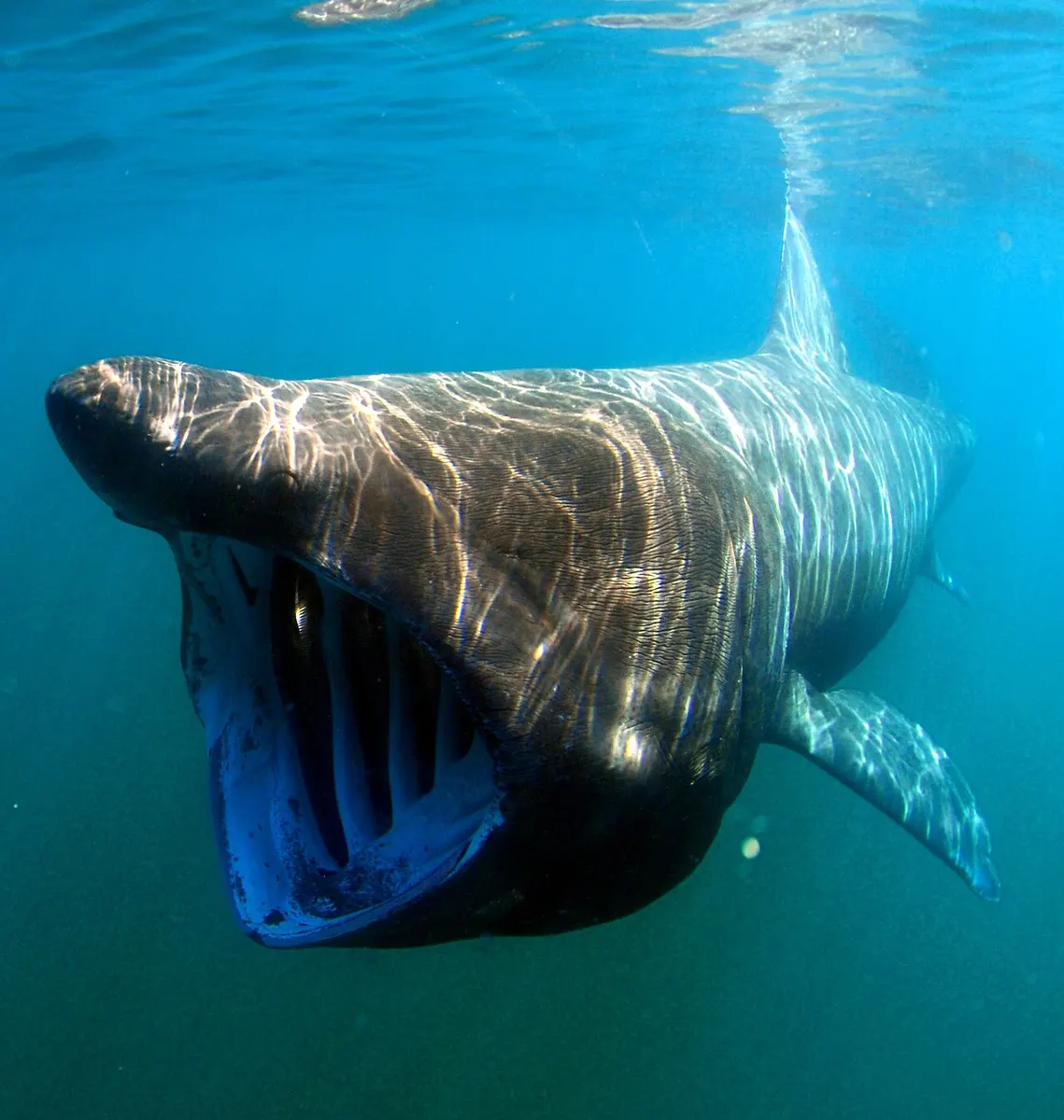A basking shark, the species most experts think the Block Ness Monster was