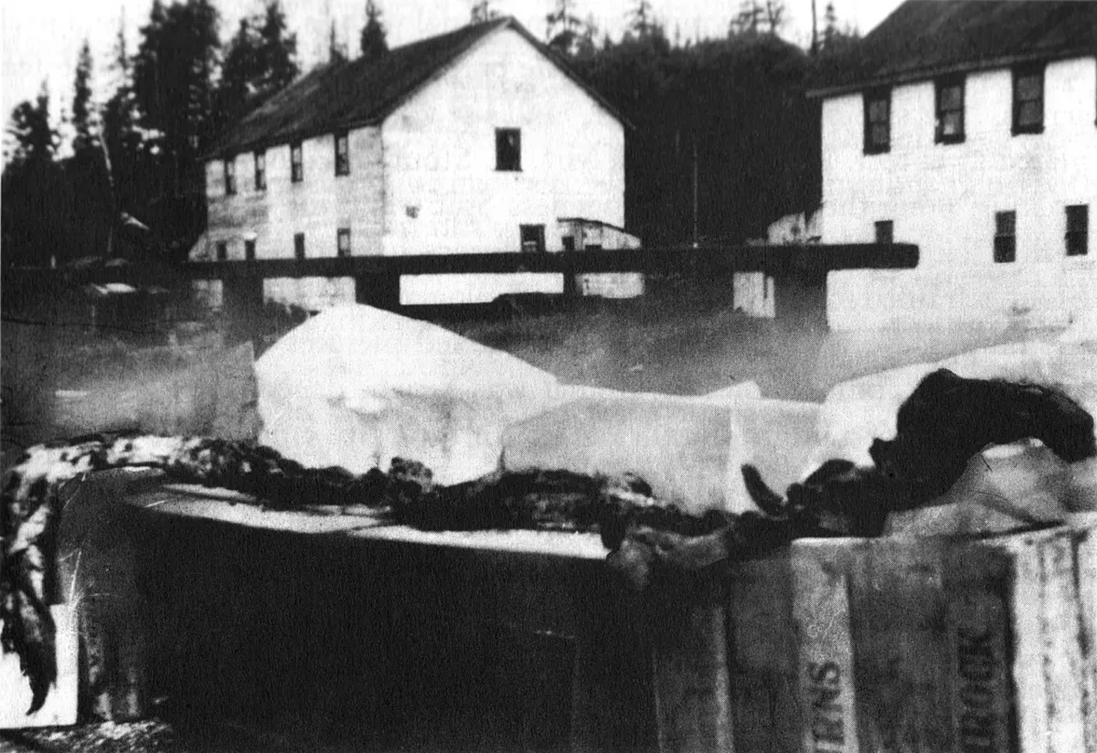 Black-and-white 1937 photograph of a long, slender carcass laid out on boards at the Naden Harbour whaling station