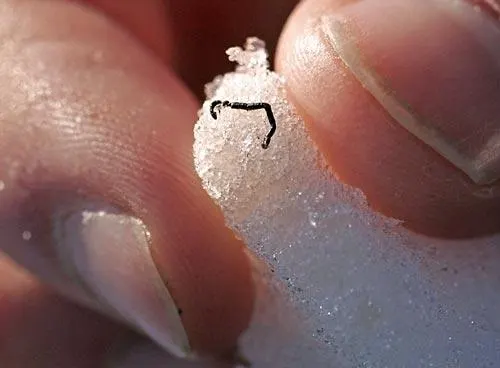 A real ice worm resting on a human fingernail, showing how small it is