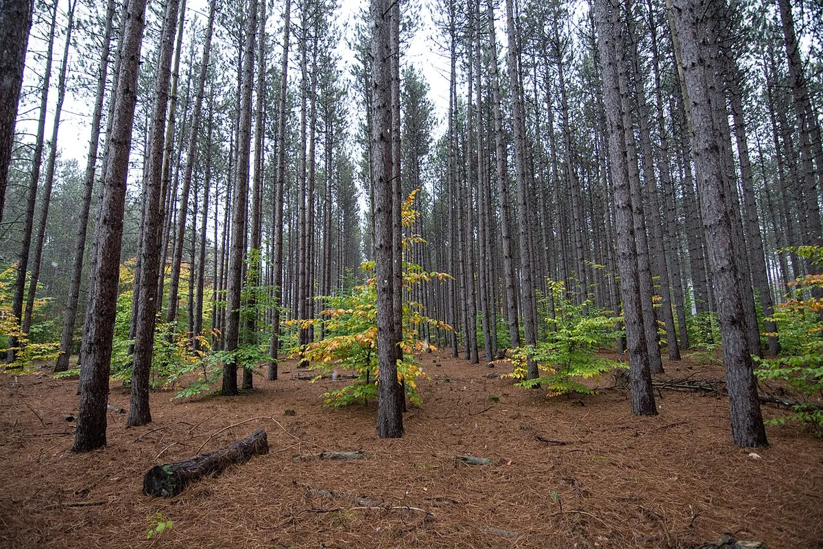 Rows of tall red pines in Michigan’s Manistee National Forest, the heart of Dogman country