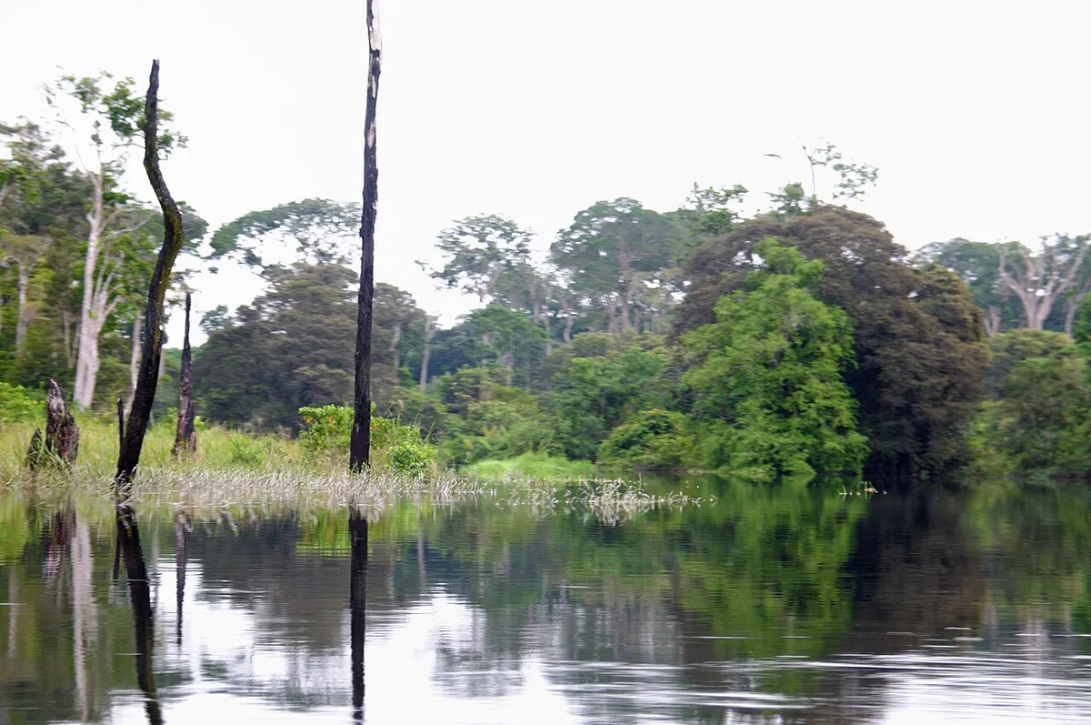 Flooded forest along the Likouala-aux-Herbes River in the northern Republic of the Congo
