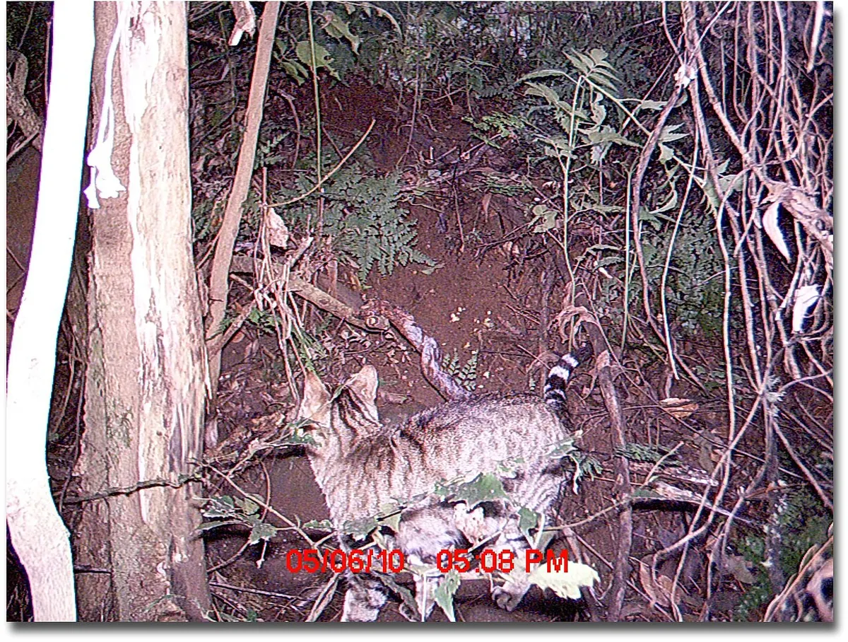 A feral cat photographed at night by a wildlife camera in an Australian national park