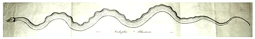An 1817 illustration from the Linnaean Society of New England’s report on the sea serpent seen near Cape Ann