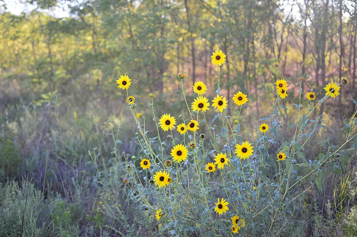 Yellow wildflowers in Sand Hills State Park near Hutchinson, Kansas