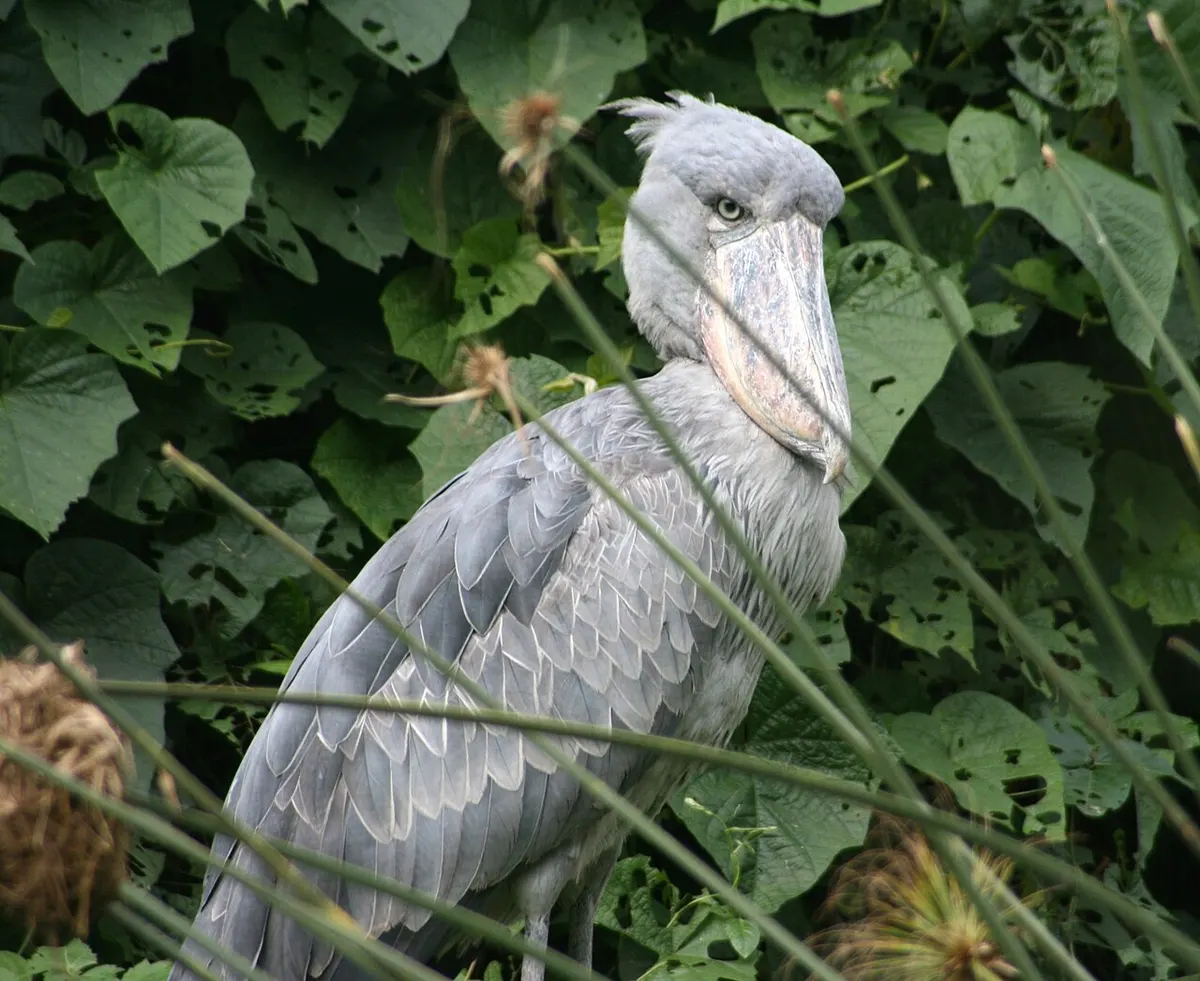 A shoebill, the large grey swamp bird often proposed as the real kongamato, standing in East Africa