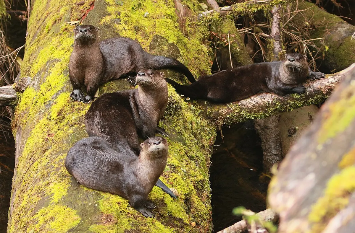 A group of North American river otters – the “land otters” of Southeast Alaska – along Ward Creek in the Tongass National Forest