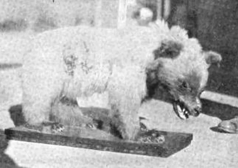 Photograph of the mounted lava bear specimen shown in Lakeview, Oregon, published in 1917