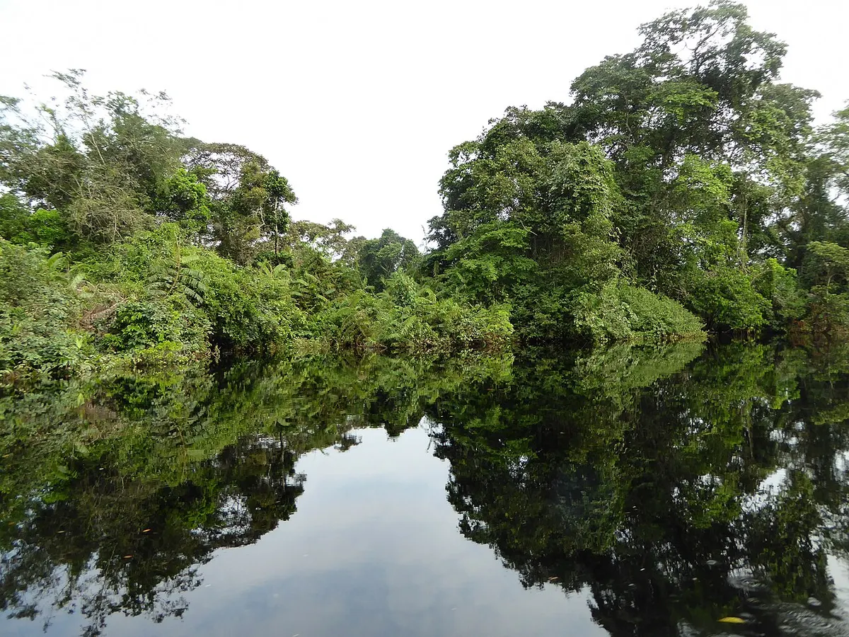 Dark water of the Likouala-aux-Herbes River reflecting the surrounding rainforest