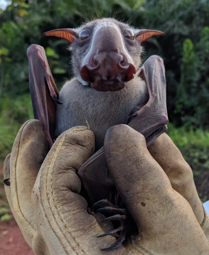 An adult male hammer-headed bat, fitted with a GPS collar – the species Sanderson was hunting when he saw the olitiau