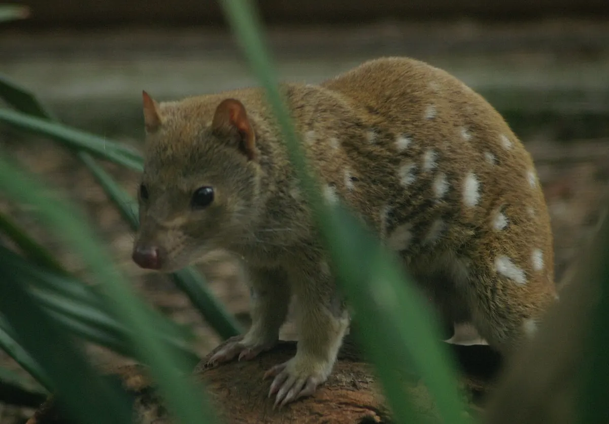 A spotted-tailed (tiger) quoll, the animal Carl Lumholtz’s guides called yarri