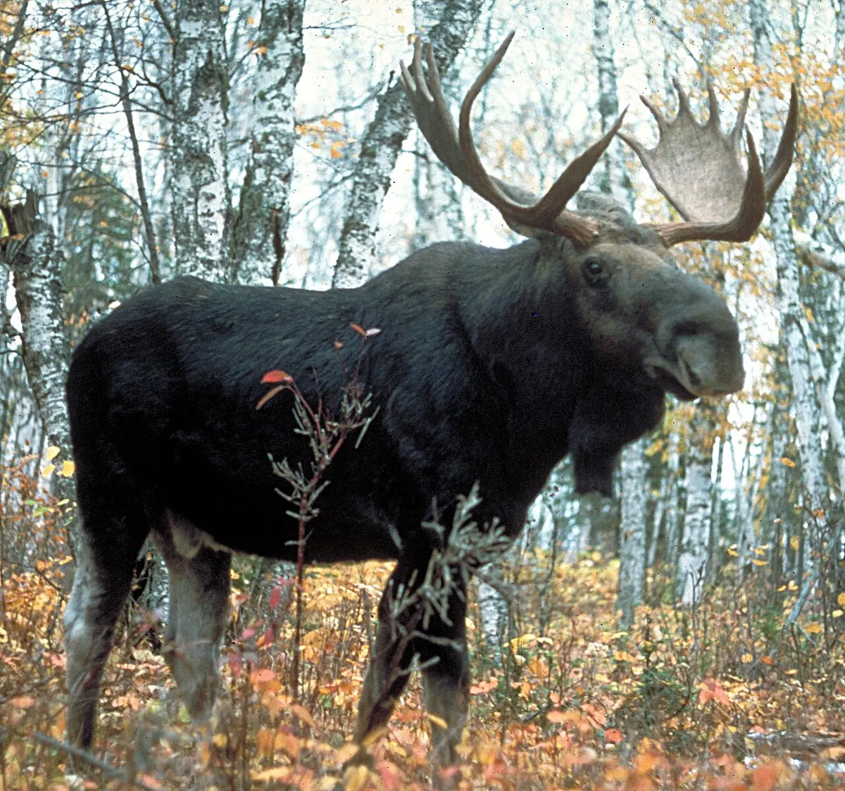 An ordinary dark-coated moose in Superior National Forest, Minnesota, for scale and comparison – not the legendary white Specter Moose.