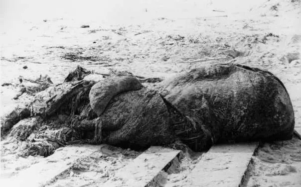 A late 1896 photograph of the carcass washed ashore near St. Augustine, Florida