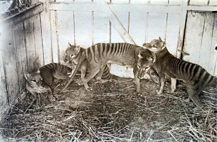 Black-and-white photograph of a pair of thylacines in an enclosure at the Beaumaris Zoo, Hobart, around 1910