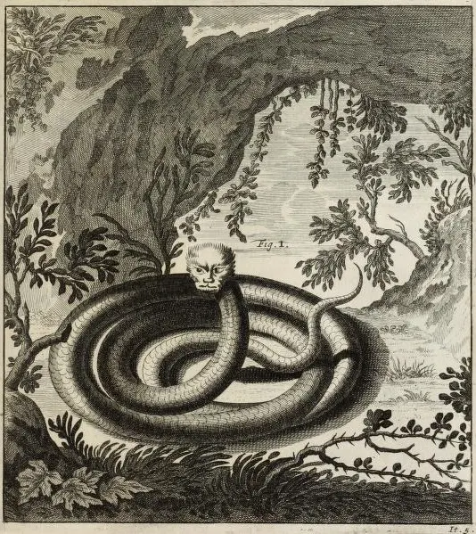 An 18th-century engraving of a cat-headed serpent, one of the Swiss mountain dragons recorded by Scheuchzer in 1723.