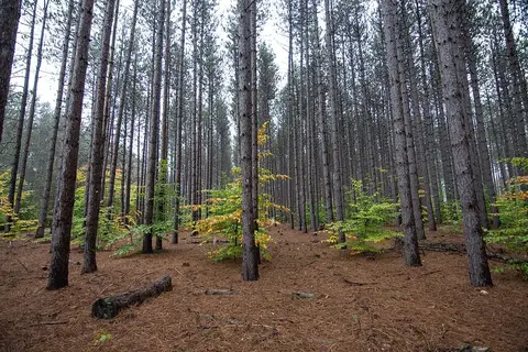 Rows of tall red pines in Michigan’s Manistee National Forest, the heart of Dogman country