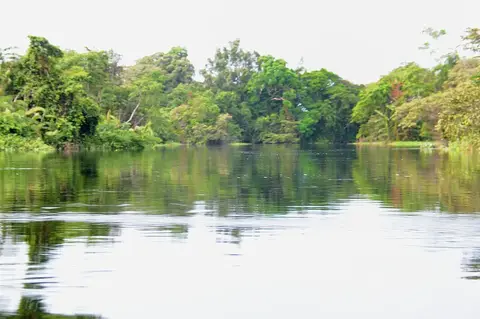 The Likouala-aux-Herbes River near Epena, in the swamp-forest region where Mokele-mbembe is said to live