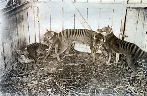 Black-and-white photograph of a pair of thylacines in an enclosure at the Beaumaris Zoo, Hobart, around 1910
