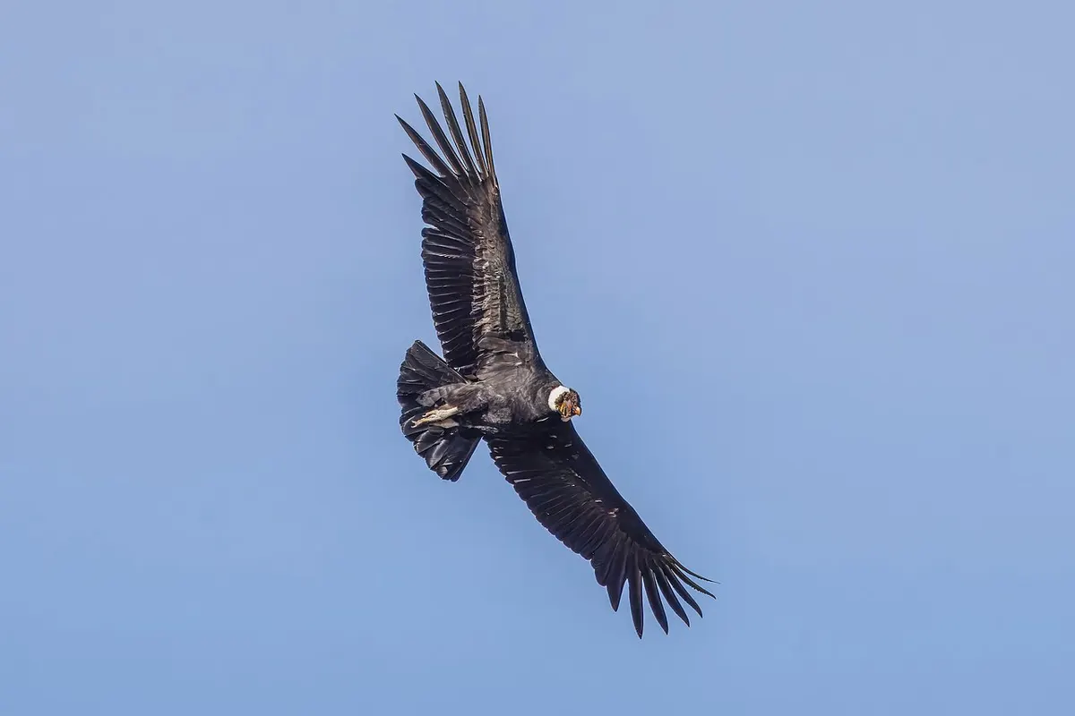 An Andean condor soaring with wings fully spread, the kind of large bird sometimes proposed to explain thunderbird sightings