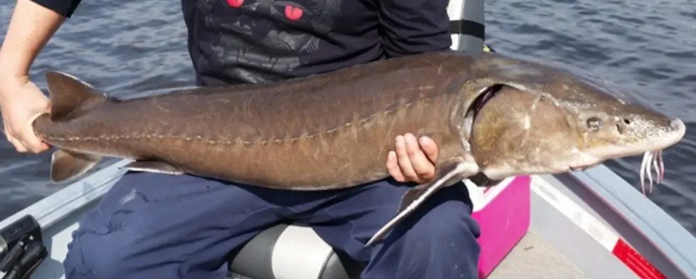 A person seated in a small boat holding a large lake sturgeon, a long brown fish with a pointed, whiskered snout and rows of bony plates along its body