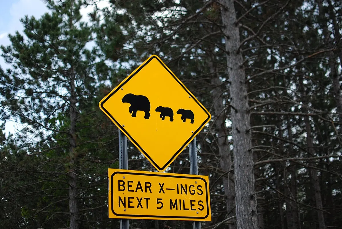 A yellow diamond-shaped bear crossing sign beside a road through green woods in the Huron-Manistee National Forests