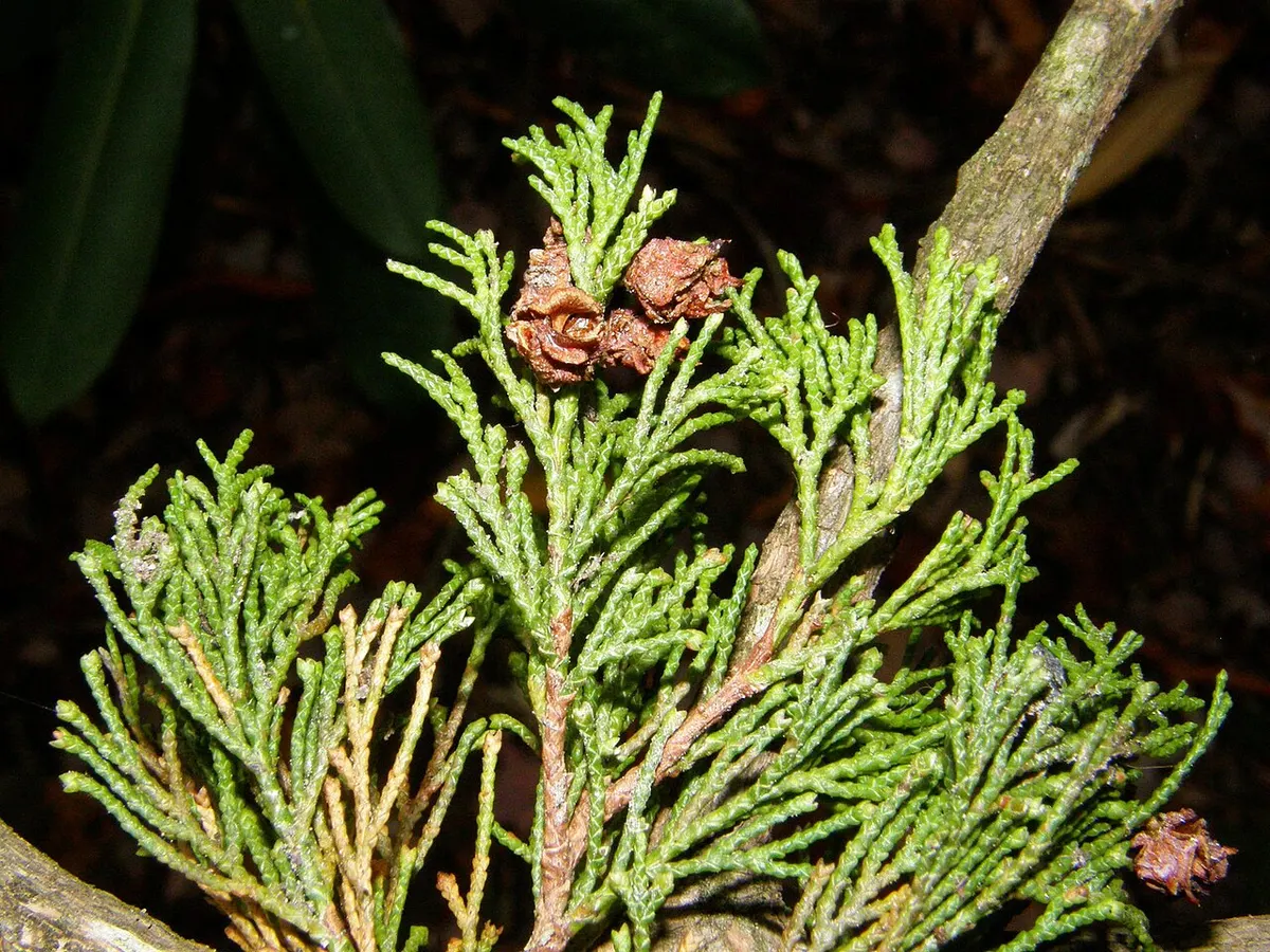 Close-up of the scaly green foliage and small round brown cones of an Atlantic white cedar in Pachaug State Forest, Connecticut