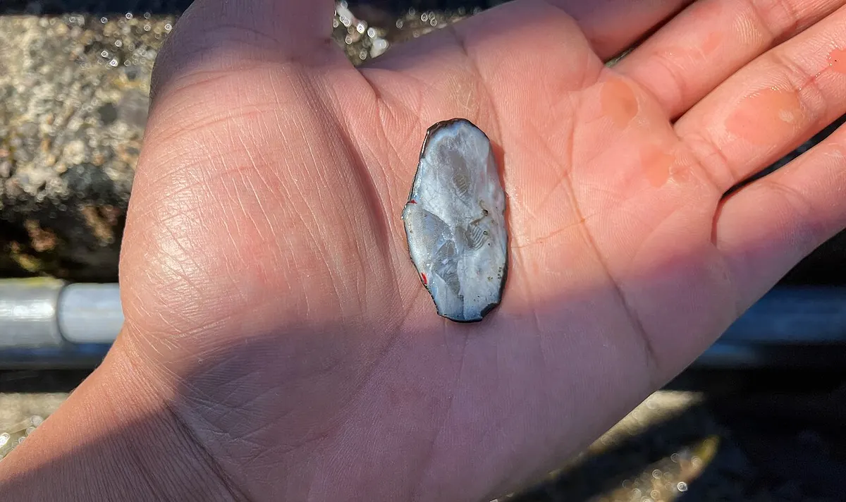 A single pale, oval sturgeon scute resting in the palm of an open hand