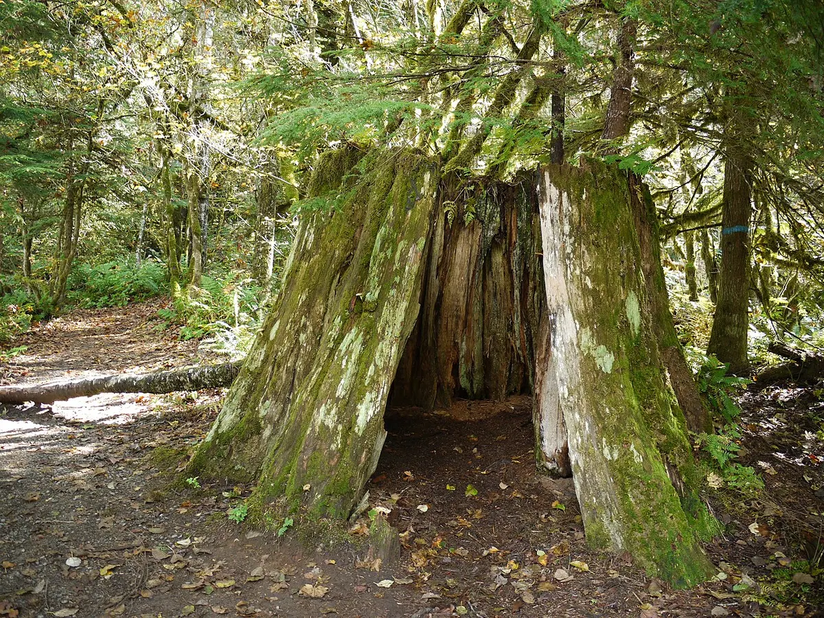 A huge, hollow, moss-covered tree stump beside a trail in the forest of Sasquatch Provincial Park, British Columbia