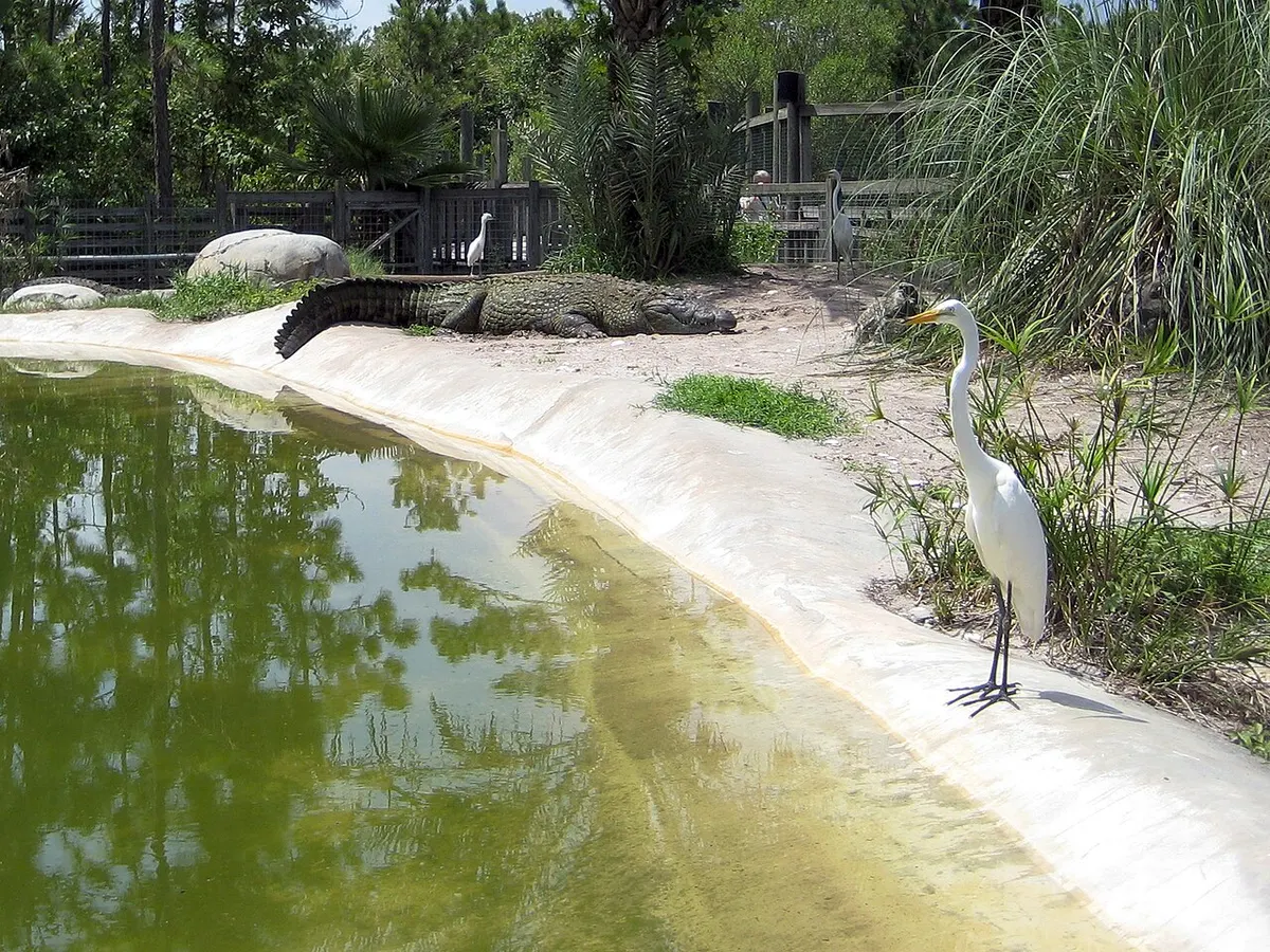 A large crocodilian resting on a concrete bank beside a green pond as a white egret stands nearby at Gatorland in Orlando