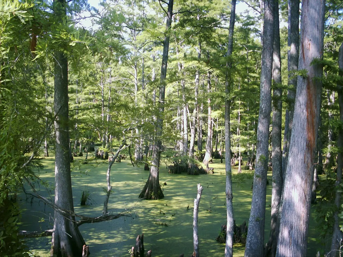 Tall bald cypress trees standing in green, duckweed-covered water in Big Cypress Bayou
