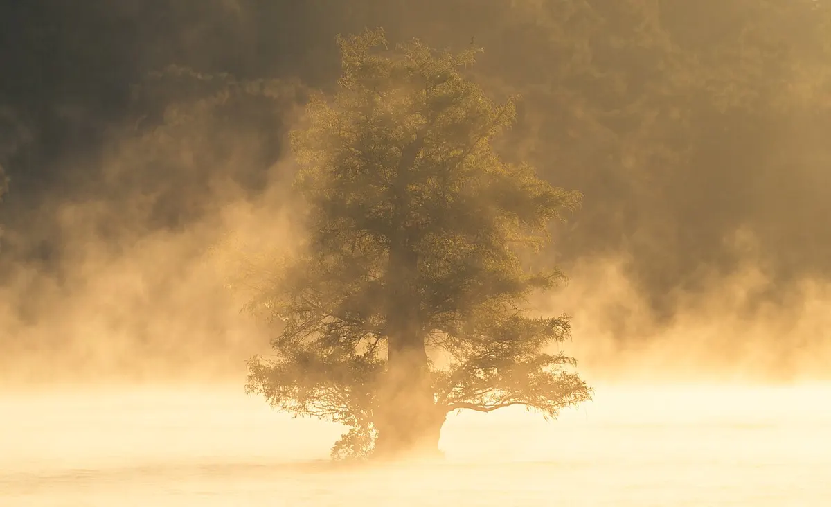 A lone cypress tree silhouetted in golden morning fog over still water on Caddo Lake